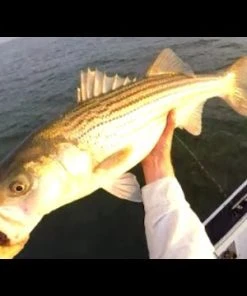 Tsunami Trophy Slow Pitch Jigging Casting Rods -Quantum Sales image 1189