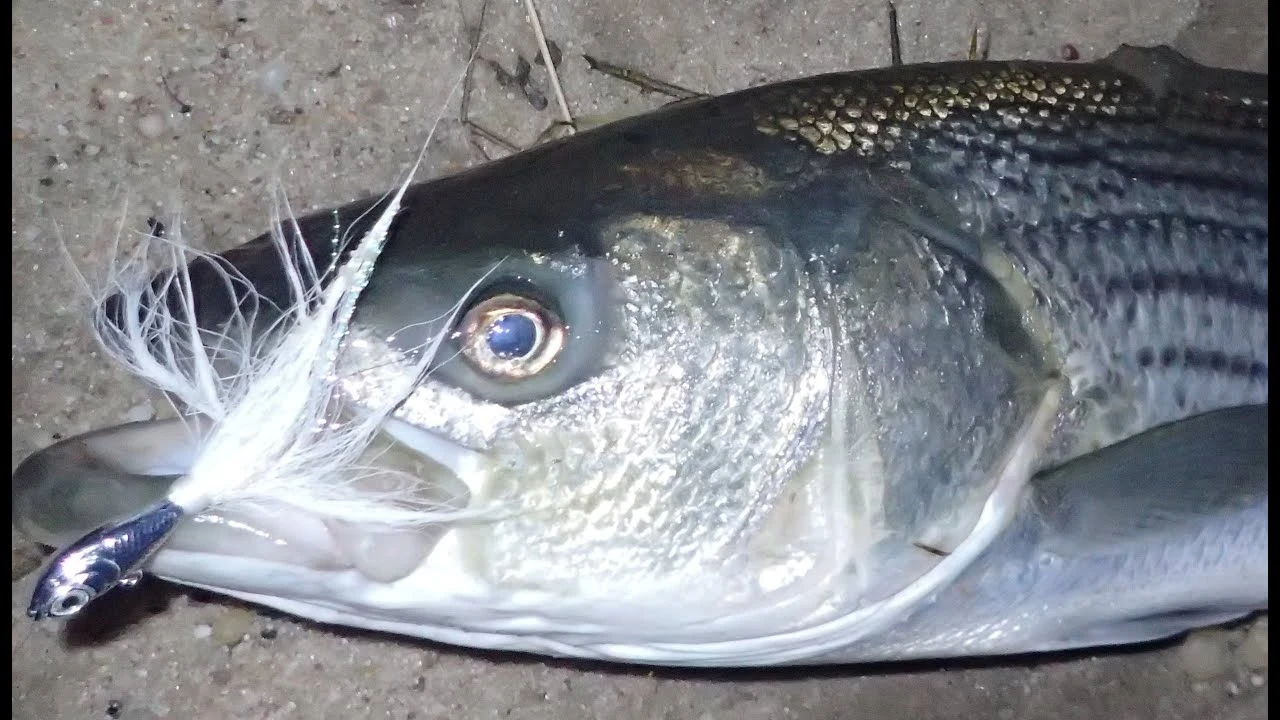 Trailers Otter Short Tails 7 Trailers Otter Short Tails - Image 5