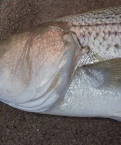 Hard Baits Tsunami Talkin Popper XD 17 Hard Baits Tsunami Talkin Popper XD -Quantum Sales image 1487