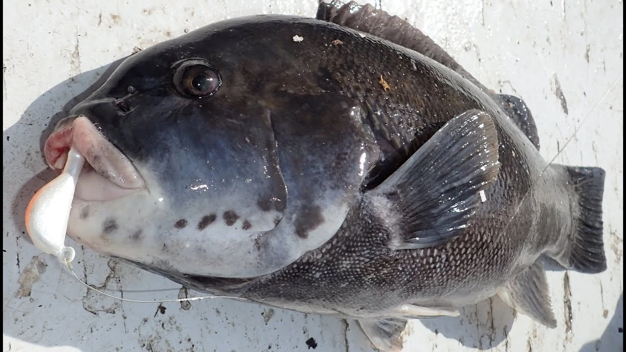 Jigs And Spoons S&S Bucktails John Skinner Porgy & Blackfish Jigs 4 Jigs And Spoons S&S Bucktails John Skinner Porgy & Blackfish Jigs - Image 2