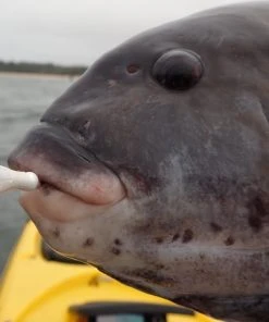 Jigs And Spoons S&S Bucktails John Skinner Porgy & Blackfish Jigs 9 Jigs And Spoons S&S Bucktails John Skinner Porgy & Blackfish Jigs -Quantum Sales image 1522