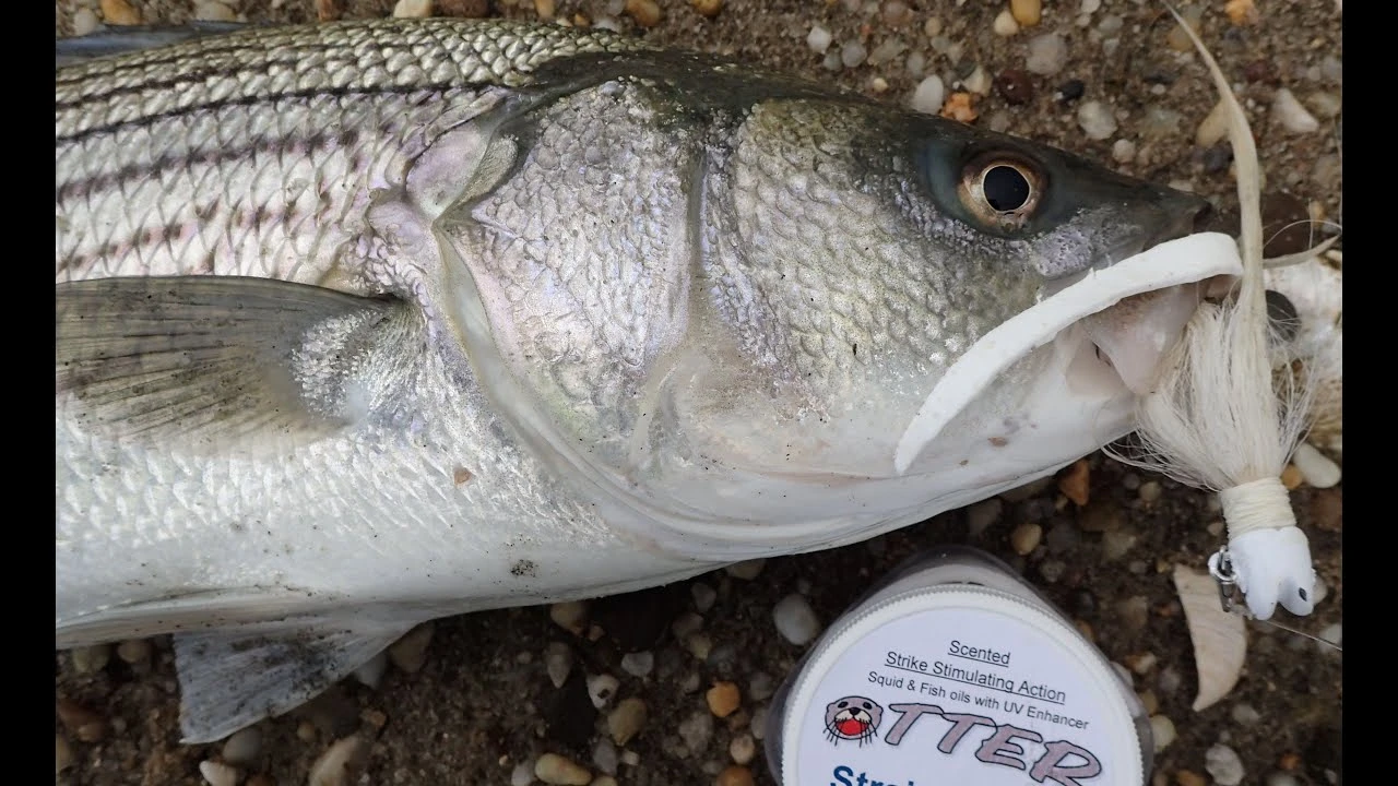 Trailers Otter Straight Tails - Short 4 Trailers Otter Straight Tails - Short - Image 2