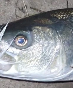 Trailers Otter Straight Tails - Short 7 Trailers Otter Straight Tails - Short -Quantum Sales image 1615