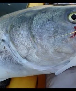 Trailers Fat Cow Skinny Tails Jig Strips 7 Trailers Fat Cow Skinny Tails Jig Strips -Quantum Sales image 1708