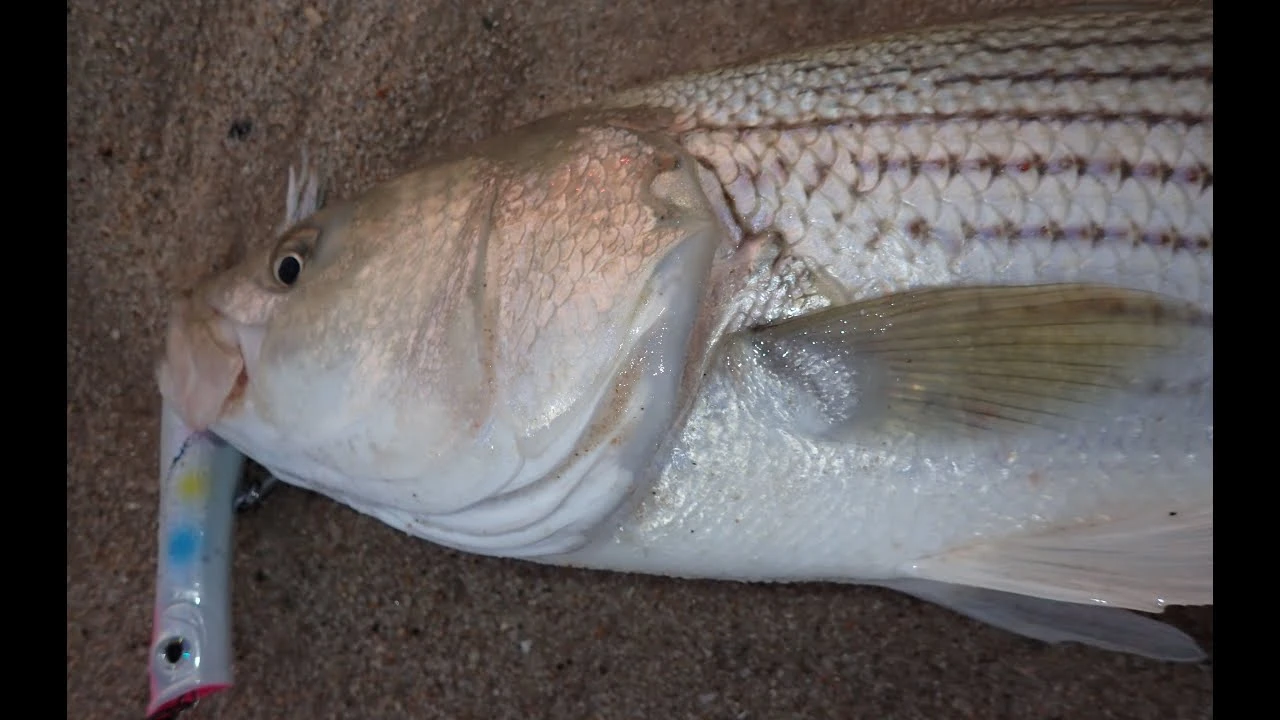 Penn Slammer III Spinning Reels 8 Penn Slammer III Spinning Reels - Image 6