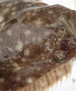 Tsunami Slimwave Casting Rods 7 Tsunami Slimwave Casting Rods -Quantum Sales image 701