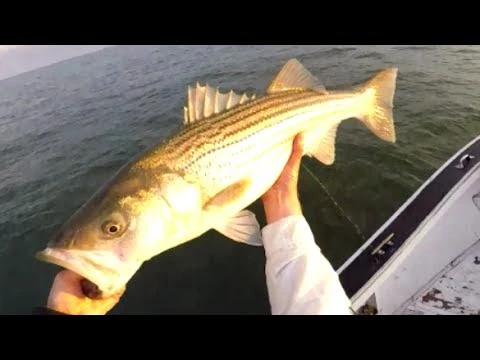 Conventional Reels Maxel Hybrid Star Drag Reels 5 Conventional Reels Maxel Hybrid Star Drag Reels - Image 3