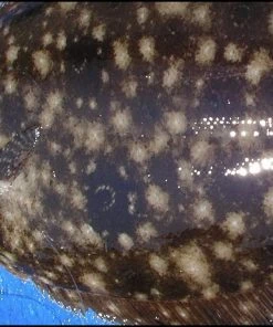 Tsunami Classic Casting Rods 15 Tsunami Classic Casting Rods -Quantum Sales image 920